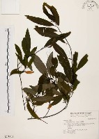 藏品(山胡椒)的圖片