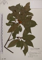 藏品(木荷)的圖片