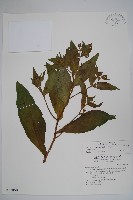 藏品(琉璃草)的圖片