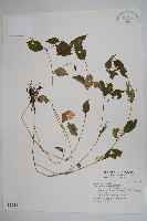 藏品(紫花鳳仙花)的圖片