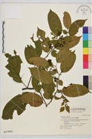 藏品(桶鉤藤)的圖片