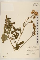 藏品(黃花三七草)的圖片