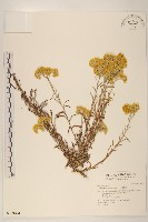 藏品(秋鼠麴草)的圖片