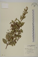 藏品(刺果衛矛)的圖片