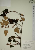 藏品(臺灣懸鉤子)的圖片