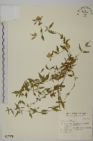 藏品(狗筋蔓)的圖片