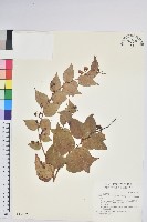 藏品(白珠樹)的圖片