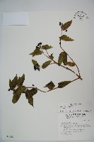 藏品(阿里山忍冬、漸尖葉忍冬)的圖片