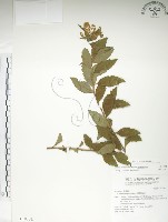 藏品(臺灣繡線菊)的圖片