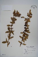 藏品(臺灣小蘗)的圖片