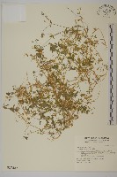 藏品(繁縷)的圖片