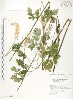 藏品(台灣升麻)的圖片