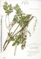 藏品(台灣升麻)的圖片