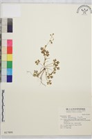 藏品(鹿場毛茛)的圖片