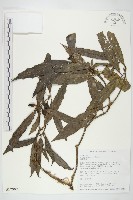藏品(桃葉珊瑚)的圖片