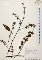 藏品(山胡椒)的圖片