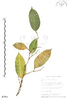 藏品(白肉榕、島榕)的圖片