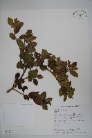 藏品(刻脈冬青)的圖片