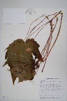 藏品(水鴨腳)的圖片