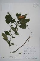 藏品(臺灣馬藍)的圖片