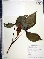 藏品(申跋、油跋、小天南星)的圖片