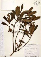 藏品(大明橘)的圖片