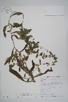 藏品(盾果草)的圖片