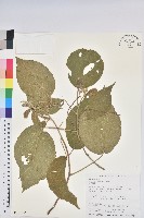 藏品(臺灣鐵莧)的圖片