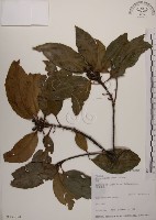 藏品(木荷)的圖片