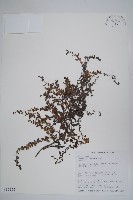 藏品(盾果草)的圖片