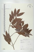 藏品(軟毛柿)的圖片