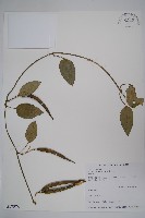 藏品(布朗藤)的圖片