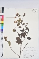 藏品(白飯樹)的圖片