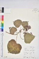 藏品(蟲屎)的圖片