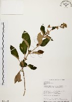 藏品(旋莢木)的圖片