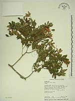 藏品(翼核木)的圖片
