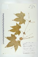 藏品(雙輪瓜)的圖片