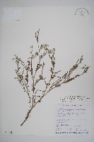 藏品(伏毛天芹菜)的圖片