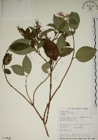 藏品(大葉溲疏)的圖片