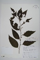 藏品(多子漿果莧)的圖片