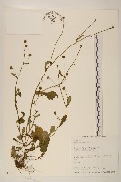 藏品(矮菊)的圖片