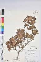 藏品(南澳杜鵑)的圖片