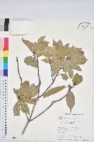 藏品(青剛櫟、鐵椆)的圖片