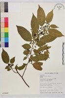 藏品(桶鉤藤)的圖片