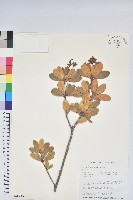 藏品(著生杜鵑)的圖片