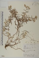 藏品(玉山抱莖籟簫)的圖片