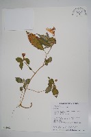 藏品(紫花鳳仙花)的圖片