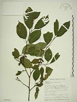 藏品(中原氏鼠李)的圖片