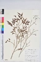 藏品(毛蕊花)的圖片
