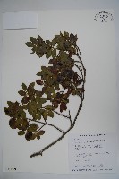 藏品(太平山冬青)的圖片